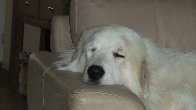 Lekker op de stoel slapen. We hebben een hondenbed, maar hij kijkt er niet naar.