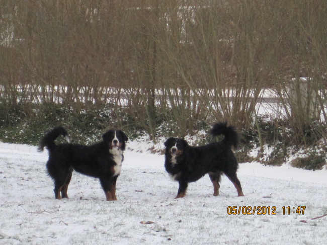Kay en Bowy genieten van de sneeuw 2011