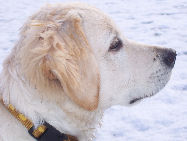 Abby een half jaar oud en al een indrukwekkende kop