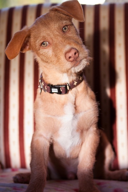 Dit is Olivir en ongeveer 6 maanden oud.
Hij is gered uit een dodenstation in Portugal.
Echt een geweldig karakter heeft deze knul