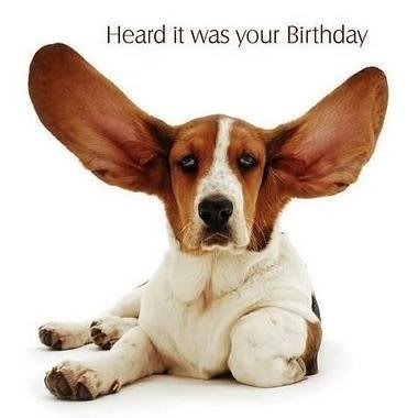 Afbeeldingsresultaat voor gefeliciteerd hond