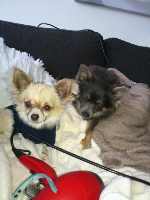 met chico