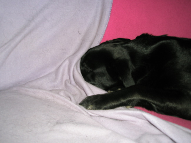 Ik ben er niet!! (Jelly)