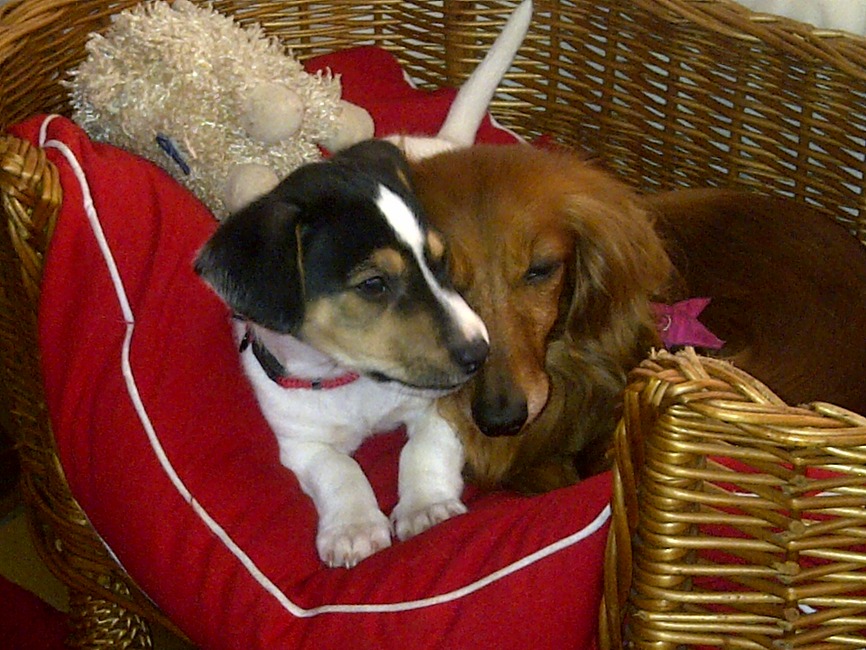 MIJN LIEVERTS!
dAISY EN NOXX
