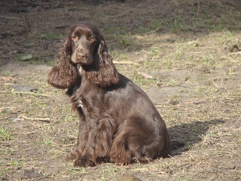 hotstuff of Primrose garden is bij ons geboren en een zeer aanhankelijk schattig hondje