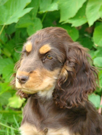 Chocotoff dochter van onze Maxi mates lord of the Ring