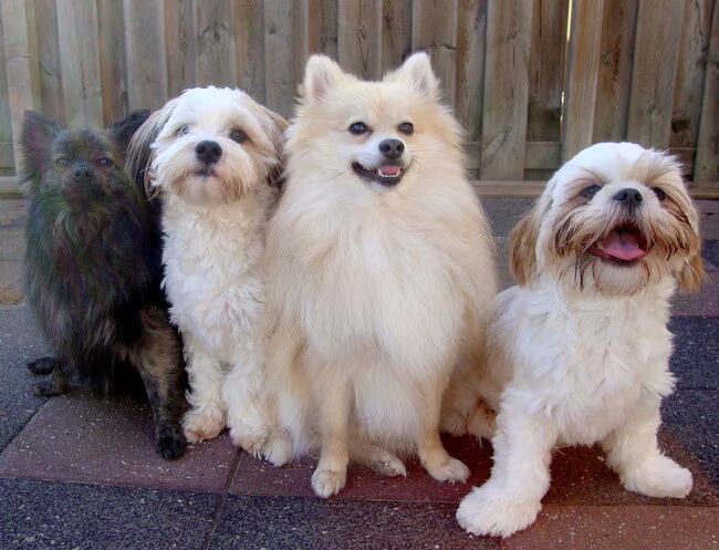 Zazou, Sammy, Cloudy en Deva