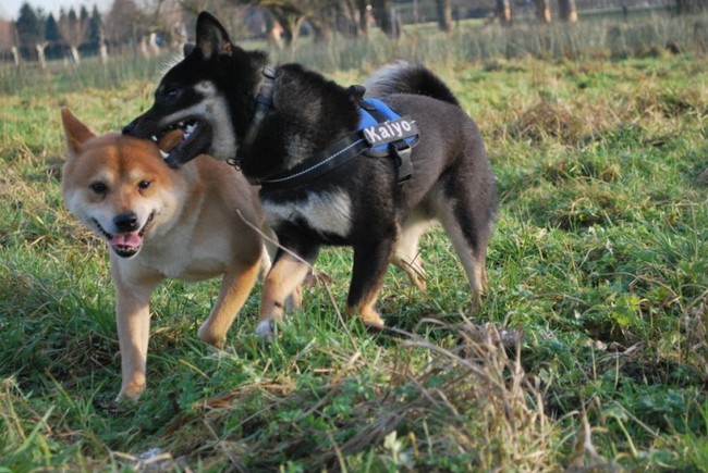 Kaiyo lust Jethro's oortje wel ;-)