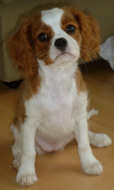 Heb ik geen schattige puppyblik?