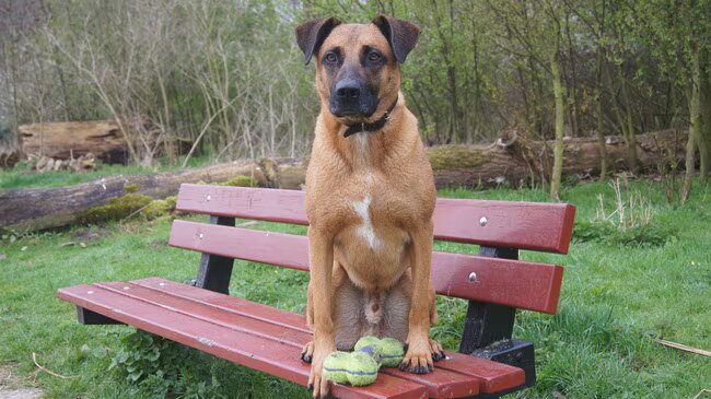 Foto van Vrouwtje van Denzel en Diva (R.I.P. Dixie)