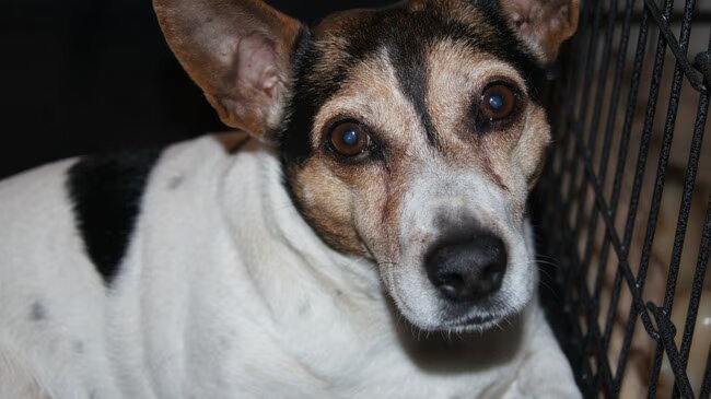 Foto van Vrouwtje van Denzel en Diva (R.I.P. Dixie)