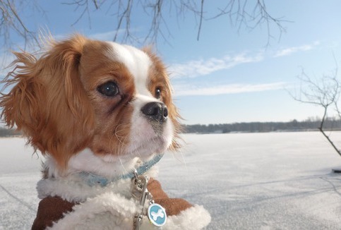 Ella in winterwonderland
Momenteel doen we met deze foto mee aan de royal canin wedstrijd.. Stemmen zijn zeer welkom! :)De link om te stemmen vind je hieronder:
http://www.petstarter.be/comp/nl/index.php?id=2&photo=10