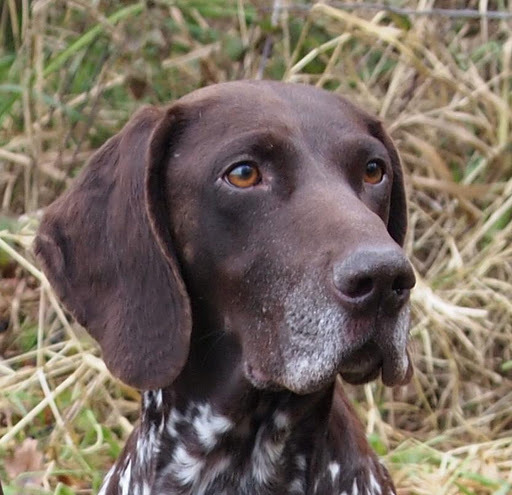 Bora vom Hirschgraben
Nederlands, Duits en Internationaal Kampioen.
Geb. 17 november 2005
Vader : Narziss KS vom Hege-Haus
Moeder : Tess vom Hege-Haus