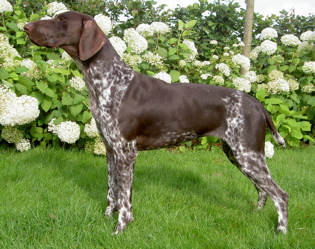 Fadette du Nid aux Nobles
Geb. 27 september 2010
Vader : Vico du Pied du Mont
Moeder : Bora de la Haille au Loup