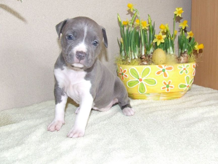 Roco's Lola 4 weken oud