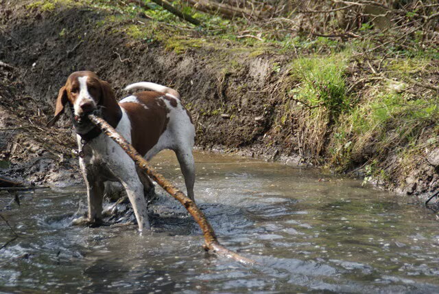 Vuil!Alles om die stok uit het water te "vissen"