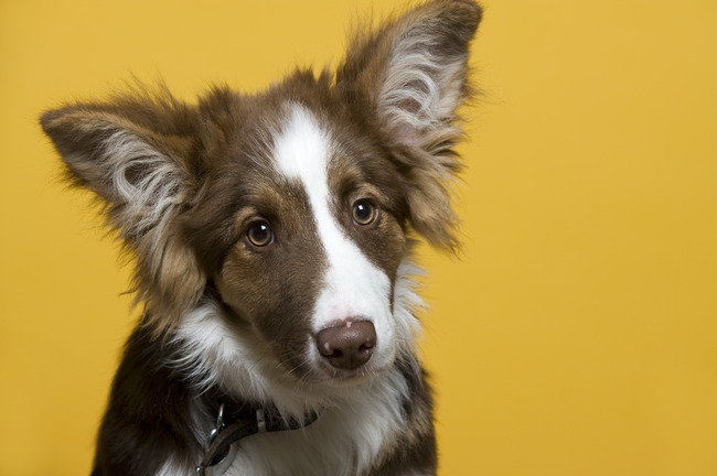 Gemaakt voor de Wall of fame opleidingscentrum voor honden Both.
