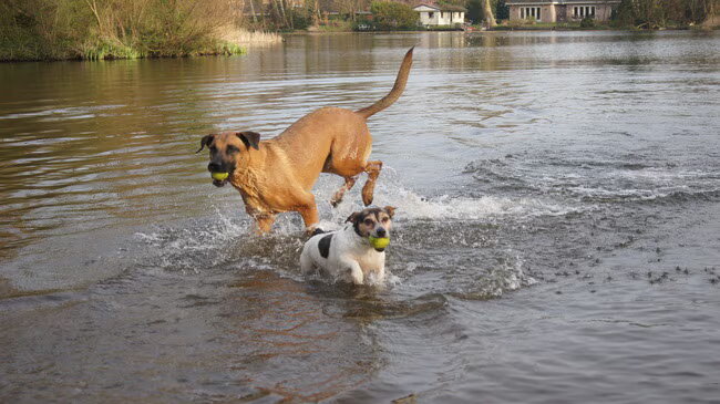 Foto van Vrouwtje van Denzel en Diva (R.I.P. Dixie)