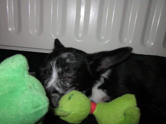 Bowie heerlijk aan het slapen vast moe van alle indrukken die hij weer heeft opgedaan vandaag 