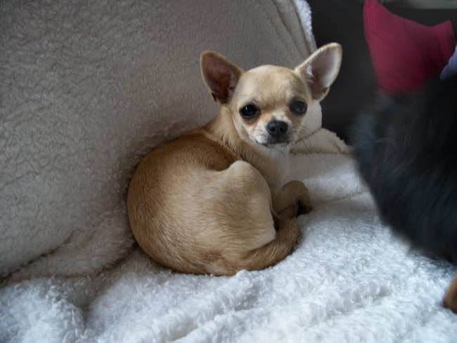 Kleine Tinkie, de derde dag bij ons en bij vrienden met Lucca, het halfbroertje van Kaya.
Lucca was helemaal verliefd op de de kleine Tinkie!