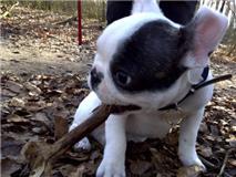 kasper en zijn eerste bos wandeling 
wat een beleving was dit toen 