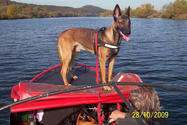 Vito heete bij ons alpha zeer baasgericht bewaakt erf en hele gezin niets of niemand mag in de buurt van hun huis,auto of hunzelf komen.Heeft de puppy en gehoorzaamheidscursus met s6 afgerond.
