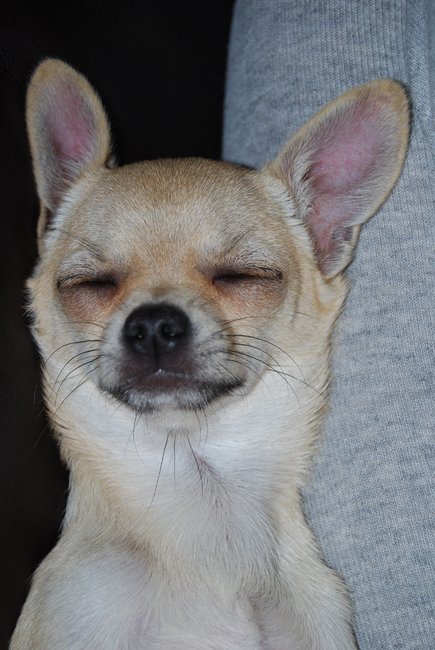 heerlijk die oortjes!