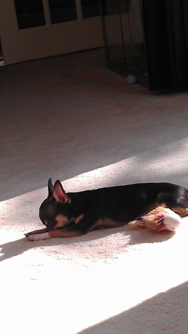 Lekker in de zon slapen