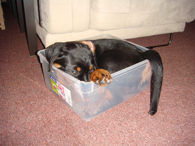 Hier paste ik nog makkelijk in een kratje