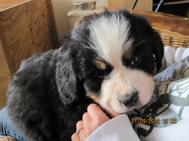 Onze nieuwe pup Diesel
