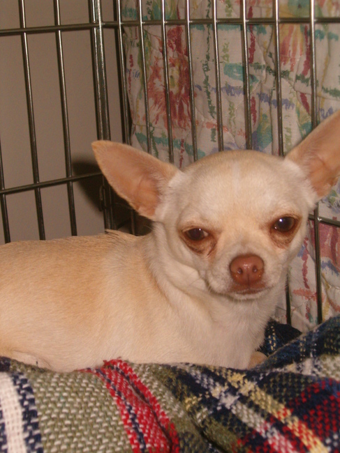 Oppas-chihuahua Iefke