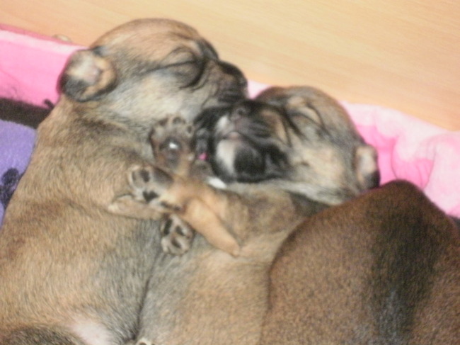 onze daisy heeft nu 6 pups ze zijn geboren in de nacht van 2 op 3 april ze zijn een kruising tussen  daisy(shih tzu)en de hond van de buren eddy (tekkel)ze zijn vandaag (25 april)3 weken oud en al flink gegroeid ze lijken alle 6 op elkaar het zijn 3 mannetjes en 3 vrouwtjes.
ze hebben nu nog geen naam omdat ik het nog erg moeilijk vind ze uit elkaar te houden.