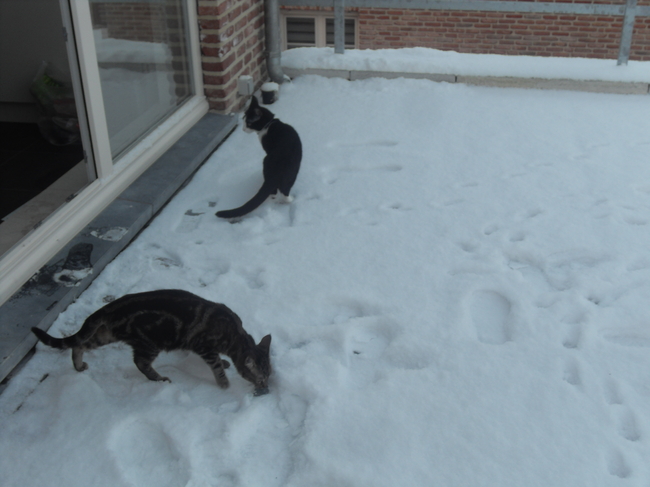 Bie en Nuka in de sneeuw