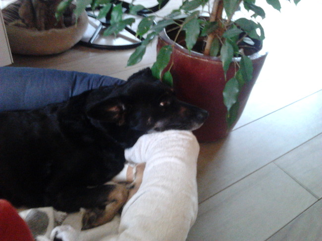 Nadia ziek in haar mand, na een operatie