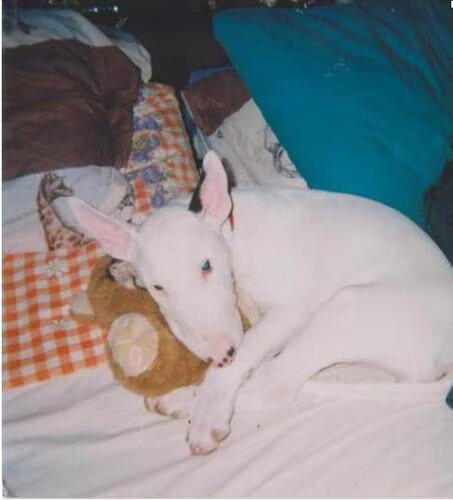 dit is ons bulletje als pup de eerste nacht bij ons.in bed slapen met r…