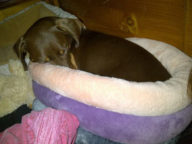 Sweet Dreams Prinsesje