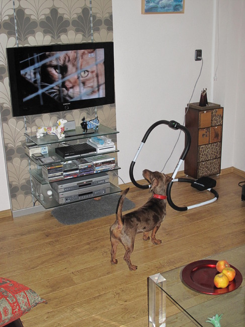 Ik ben geen kattehater maar deze heeft een lelijke kop .... dat laat ik duidelijk merken aan mijn baasjes door heel hard te brommen tegen de kijkbuis. O ja, ik kan televisie kijken hoort.