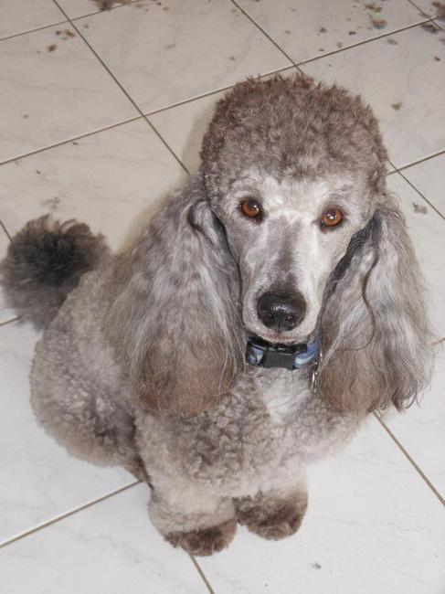 Abel na een kleine trimbeurt (20-05-2012)