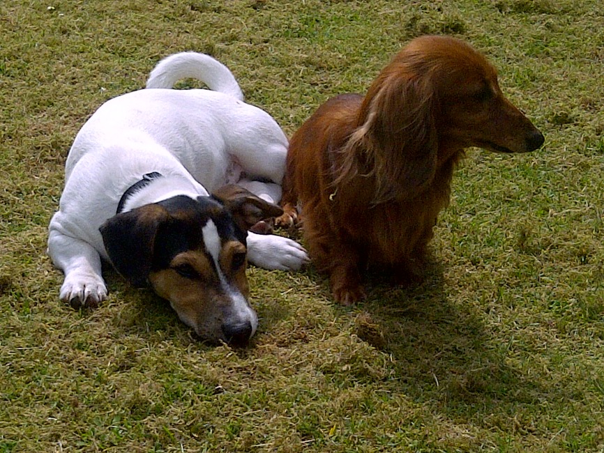 Noxx en Daisy heerlijk in het gras.