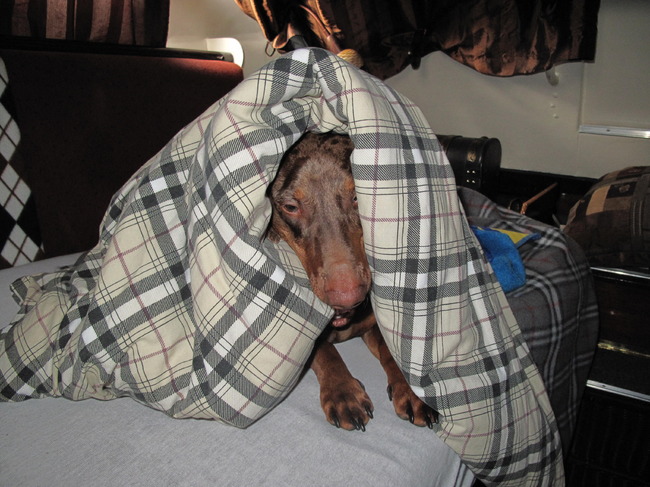 Hoi,ik TECKEL GIJS,vind het inmiddels heerlijk om mee te gaan varen met mijn baasjes. Alleen dan mag ik 's morgens even een uurtje heerlijk met hun in bed liggen en kunnen we fijn even verder slapen. Wakker worden is gewoon even moeilijk.