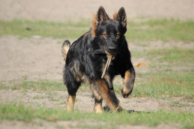 Varghoss in het bos bij de Kapelberg te Bergharen. De eerste foto's met onze nieuwe camera.