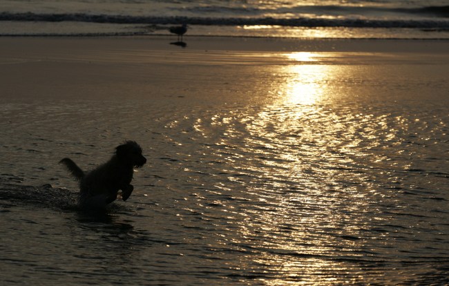 Bobbie tijdens de ondergaande zon op strand