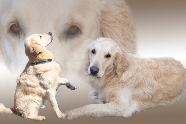 Dit is Yana, een grote vriendin van onze Kirito