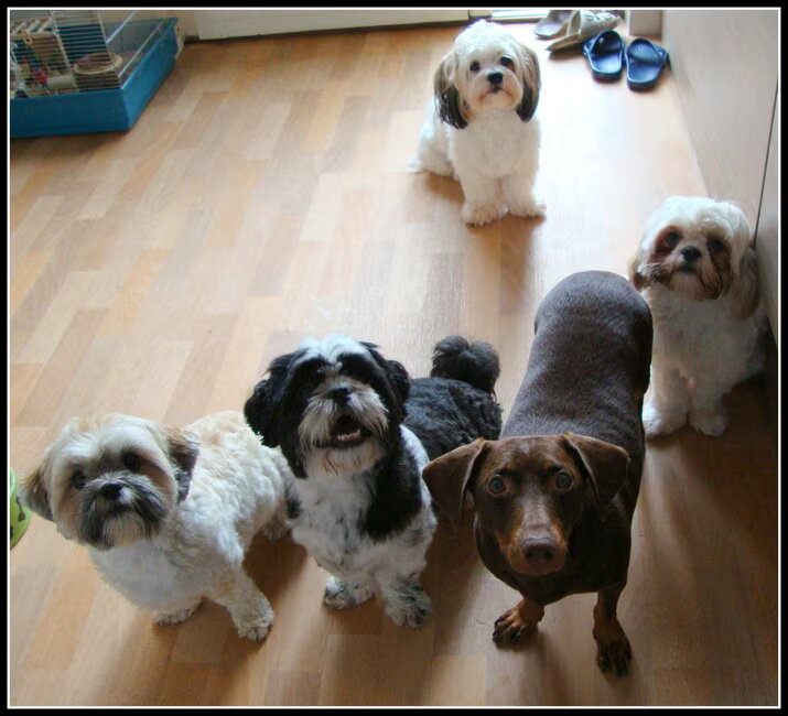Sammy, Senna, Joepie, Camila en Deva