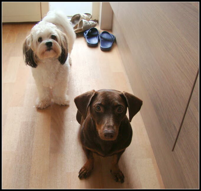 Sammy en Camila