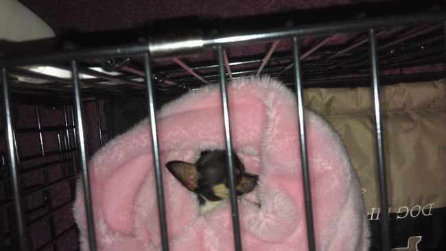 Van bovenaf genomen lief slapend in de slaapzak in z'n bench