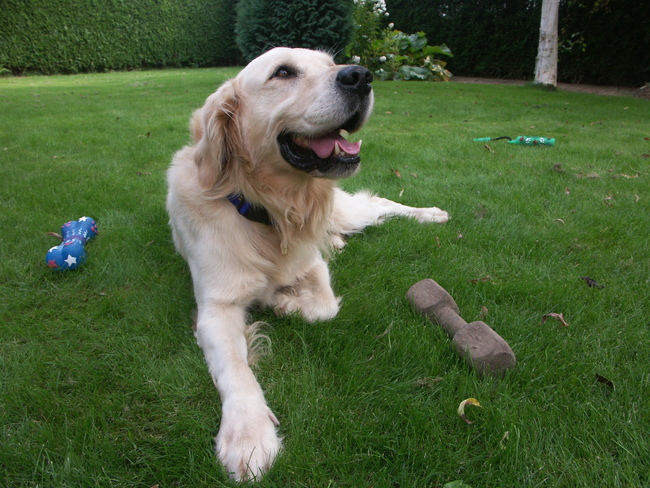 Tibo volle aandacht...waarschijnlijk is er een koekje in de aanbieding....