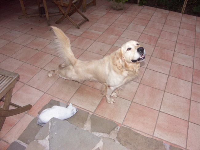 Even ochtendgymnastiek, zo blijft een Golden wat fit