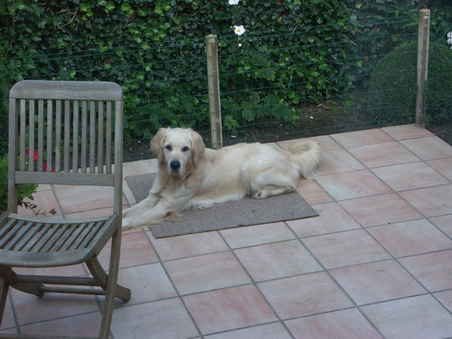 Tibootje braaf op het terras. Hij was toen nog maar net bij ons, maar gedroeg zich voorbeeldig !