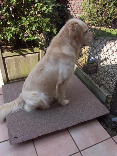 Wat is dat daar, zijn de katten weer bezig...waarom mag ik niet naar de voortuin...zulke discriminatie..